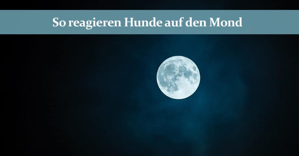 Mondsüchtige Hunde So reagieren Hunde auf den Mond